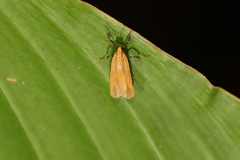 Lycomorphodes sordida
