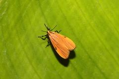Lycomorphodes sordida