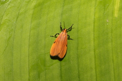 Lycomorphodes sordida