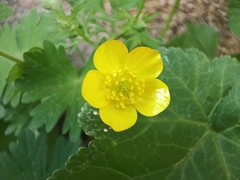 Ranunculus millefolius