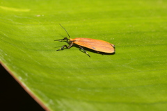 Lycomorphodes sordida
