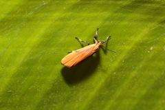 Lycomorphodes sordida
