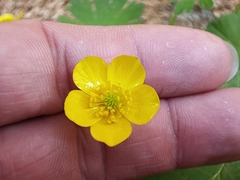 Ranunculus millefolius