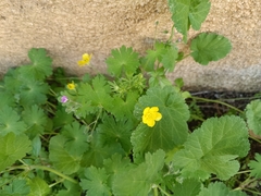 Ranunculus millefolius