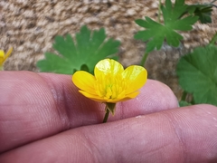 Ranunculus millefolius