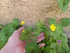Ranunculus millefolius