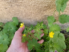 Ranunculus millefolius