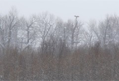 Haliaeetus
