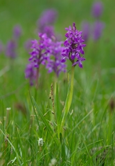 Dactylorhiza umbrosa