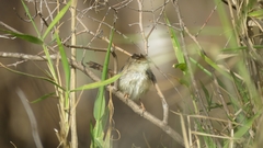 Prinia gracilis