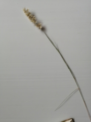 Enneapogon scoparius