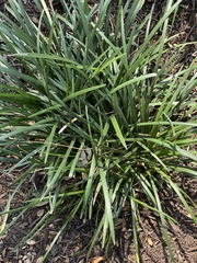 Pittosporum illicioides