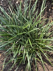 Pittosporum illicioides