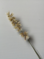 Enneapogon scoparius