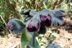 Cynoglossum columnae
