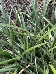 Pittosporum illicioides