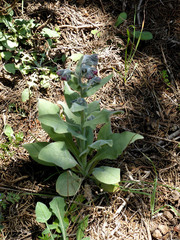 Cynoglossum columnae