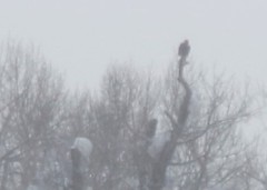 Haliaeetus