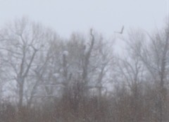 Haliaeetus