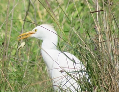 Bubulcus ibis