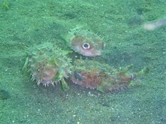 Cyclichthys orbicularis