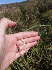 Enneapogon scoparius