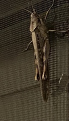 Schistocerca nitens