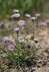 Erigeron pseudoseravschanicus