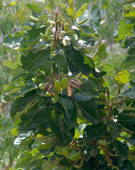 Deplanchea tetraphylla