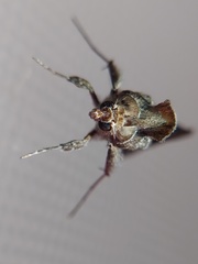 Lepidoptera