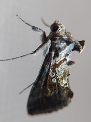 Lepidoptera