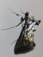 Lepidoptera