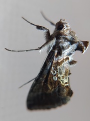 Lepidoptera