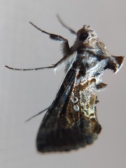 Lepidoptera