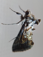 Lepidoptera