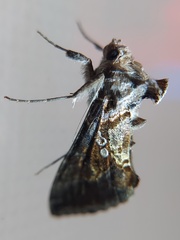 Lepidoptera