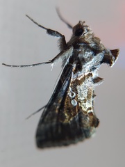 Lepidoptera