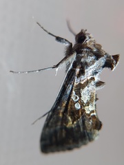 Lepidoptera