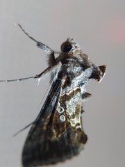 Lepidoptera