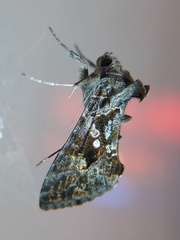 Lepidoptera
