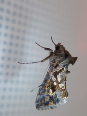 Lepidoptera
