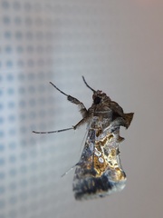 Lepidoptera
