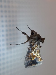 Lepidoptera