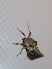 Lepidoptera