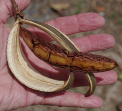 Deplanchea tetraphylla