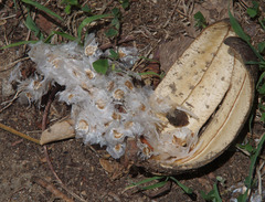 Deplanchea tetraphylla