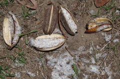 Deplanchea tetraphylla