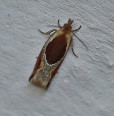 Ancylis unculana