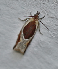 Ancylis unculana
