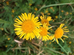 Pentanema salicinum